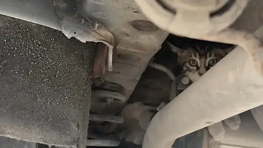 Karabük'te ticari taksinin altına giren yavru kedi kurtarıldı