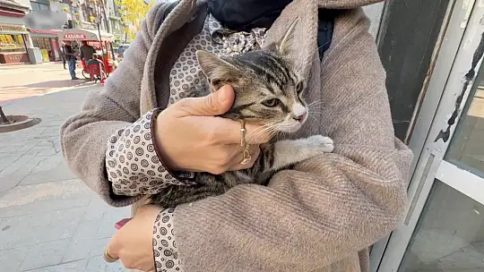 Karabük'te ticari taksinin altına giren yavru kedi kurtarıldı