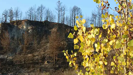 Karabük'te yanan ağaçlarla sonbahar renkleri aynı kadrajda görüntülendi