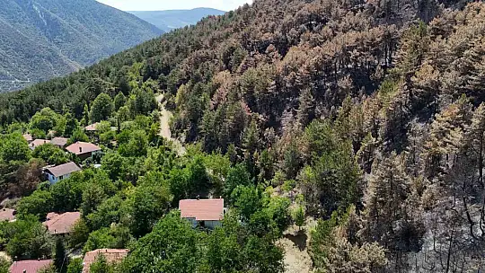 Karabük'te yangın sonrası ormanlar hazan rengine büründü