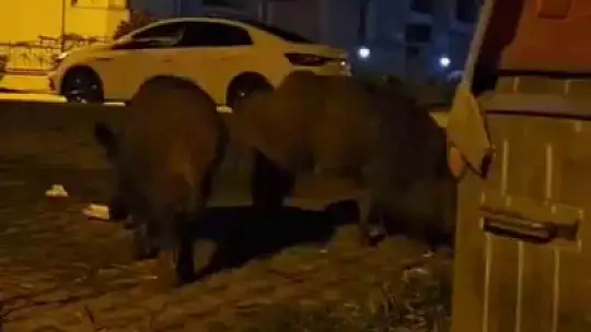 Karabük'te yerleşim yerlerine inen yaban hayvanları kamerada