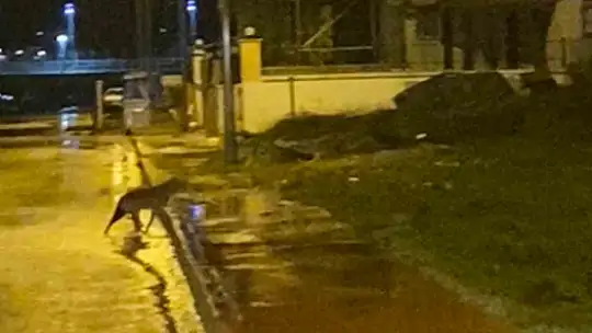 Karabük'te yerleşim yerlerine inen yaban hayvanları kamerada