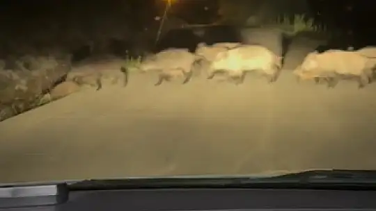 Karabük'te yola çıkan domuz sürüsü ve tilki kamerada