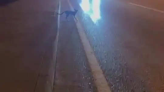 Karabük'te yola çıkan domuz sürüsü ve tilki kamerada