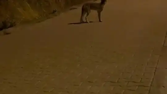 Karabük'te yola çıkan domuz sürüsü ve tilki kamerada