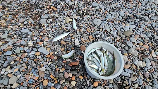 Karadeniz'de balık bolluğu yaşanıyor: Oltasını kapan deniz kenarına koştu