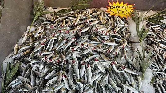 Karadeniz'de palamut sezonu yeniden açıldı