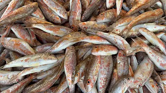 Karadeniz'de palamut sezonu yeniden açıldı