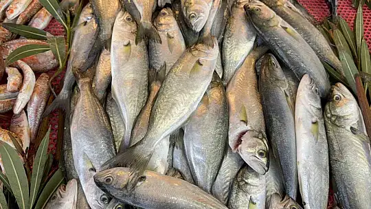 Karadeniz'de palamut sezonu yeniden açıldı