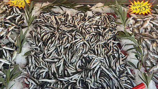 Karadeniz'de palamut sezonu yeniden açıldı