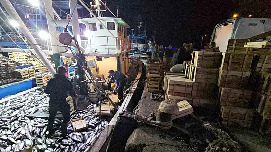 Kasa kasa palamutla limana dönüyorlar