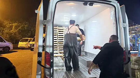 Kasa kasa palamutla limana dönüyorlar