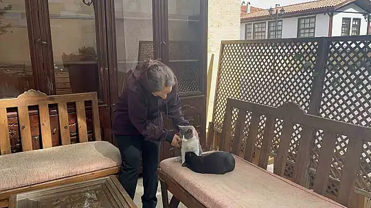 Kardeşini annesi sanıyor: Kedinin, görenlerin ilgisini çeken ilginç alışkanlığı