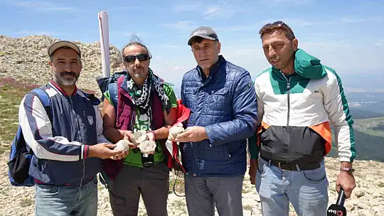 Kastamonu-Çankırı sınırındaki 2 bin 587 rakımlı dağın zirvesinde deniz fosilleri bulundu