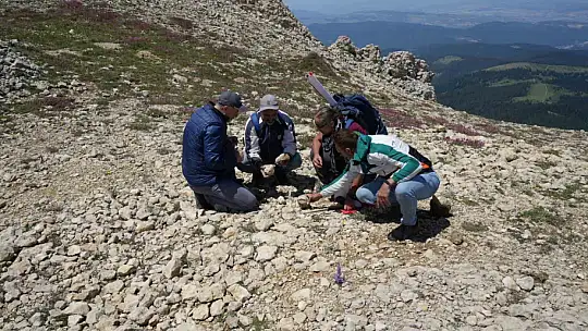 Kastamonu-Çankırı sınırındaki 2 bin 587 rakımlı dağın zirvesinde deniz fosilleri bulundu