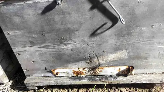 Kastamonu'da 56 arı kovanı zehirlendi: 1 milyona yakın arı telef oldu