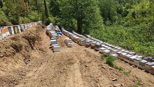 Kastamonu'da 56 arı kovanı zehirlendi: 1 milyona yakın arı telef oldu