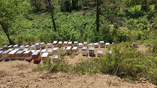 Kastamonu'da 56 arı kovanı zehirlendi: 1 milyona yakın arı telef oldu