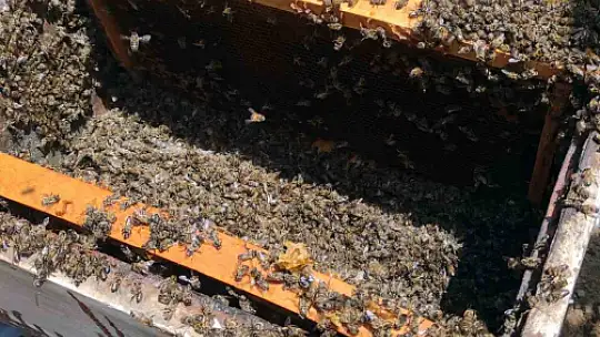 Kastamonu'da 56 arı kovanı zehirlendi: 1 milyona yakın arı telef oldu