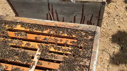 Kastamonu'da 56 arı kovanı zehirlendi: 1 milyona yakın arı telef oldu