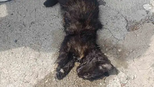 Kalp masajıyla hayata döndü