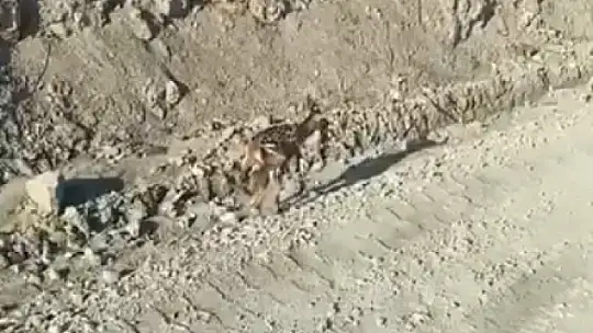 Kastamonu'da ayağı kırık yavru ceylan için ekipler harekete geçti