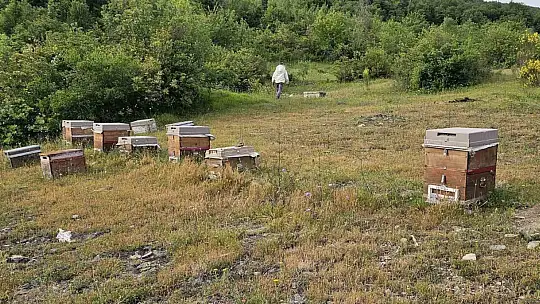 Kastamonu'da ayı bal kovanlarını parçaladı