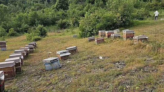 Kastamonu'da ayı bal kovanlarını parçaladı