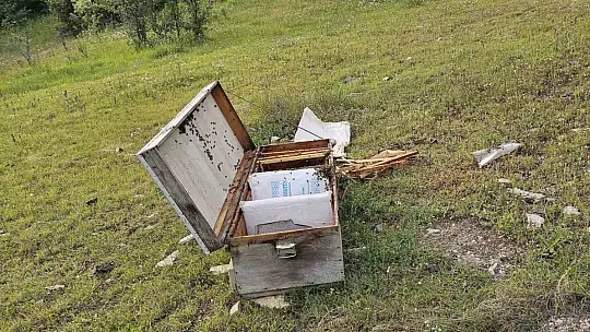 Kastamonu'da ayı bal kovanlarını parçaladı