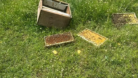 Kastamonu'da ayı bal kovanlarını parçaladı
