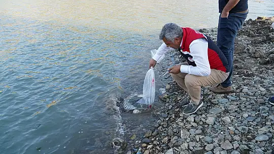 Kastamonu'da baraj ve göletlere 656 bin yavru sazan balığı salındı