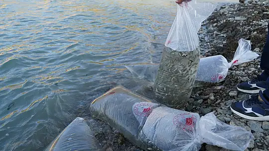 Kastamonu'da baraj ve göletlere 656 bin yavru sazan balığı salındı