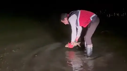 Kastamonu'da barajdan 2 bin 500 metre ağ çıktı, kurtarılan 225 sazan gölete bırakıldı