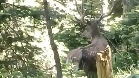 Kastamonu'da benekli kızıl geyik görüntülendi