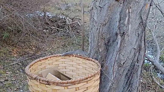 Kastamonu'da bulunan yediuyurlar ormana salındı