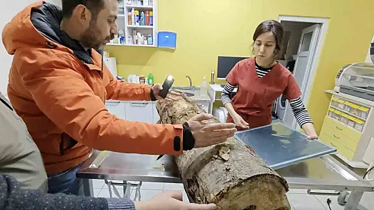 Kastamonu'da bulunan yediuyurlar ormana salındı