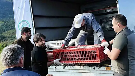 Kastamonu'da doğaya 900 sülün salındı