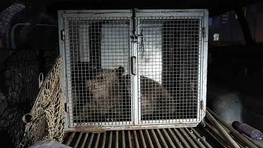 Kastamonu'da ilçenin maskotu haline gelen yavru ayılar, koruma altına alındı