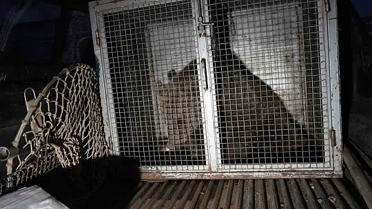 Kastamonu'da ilçenin maskotu haline gelen yavru ayılar, koruma altına alındı