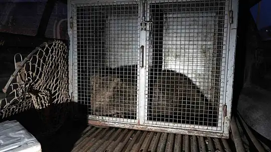 Kastamonu'da ilçenin maskotu haline gelen yavru ayılar, koruma altına alındı
