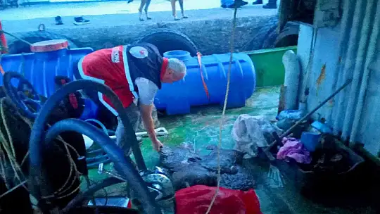 Kastamonu'da kaçak avlanan 142 kalkan balığına el konuldu