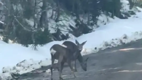Kastamonu'da karacalar su içerken görüntülendi