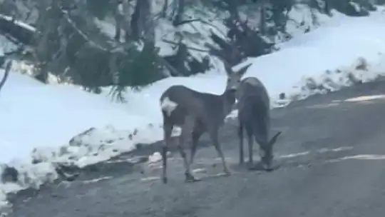 Kastamonu'da karacalar su içerken görüntülendi