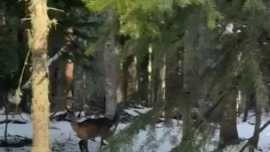 Kastamonu'da karacalar su içerken görüntülendi