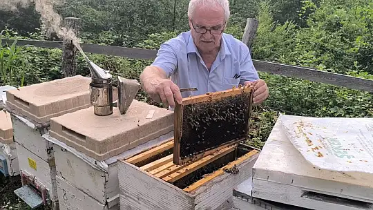 Kestane balı hasadı başladı
