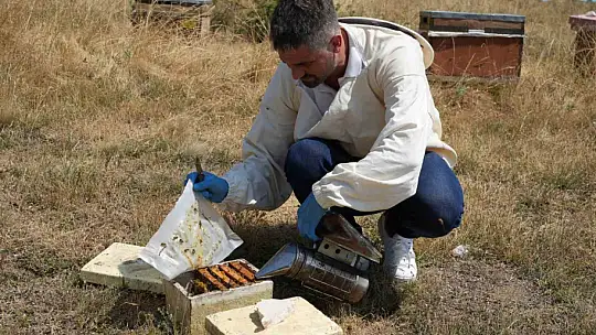 Kestane balı hasadı başladı
