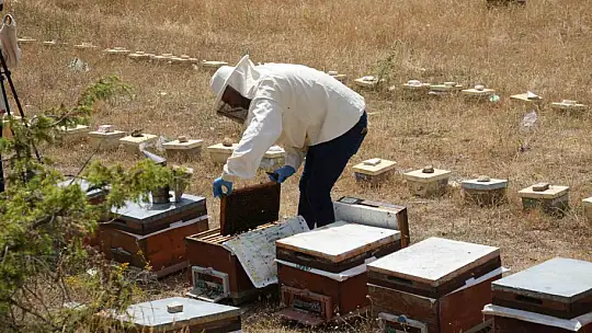 Kestane balı hasadı başladı