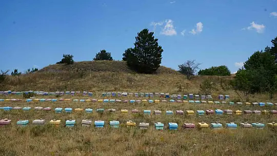 Kestane balı hasadı başladı