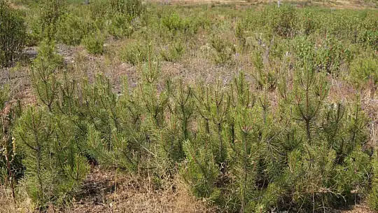 Kastamonu'da küle dönen bin 256 hektarlık orman yeniden ağaçlandırılıyor