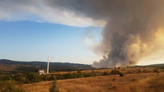 Kastamonu'da küle dönen bin 256 hektarlık orman yeniden ağaçlandırılıyor